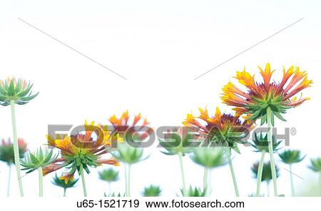 Stock Photo - Flowers in Fort Collins, Colorado, USA. Fotosearch