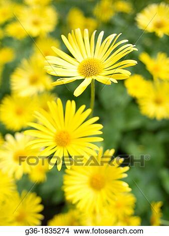 Flowers in Nastoland, Finland View Large Photo Image Picture - Flowers in Nastoland, Finland. Fotosearch