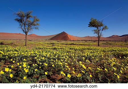 Picture - Flowers in rainy season, Ses Riem, Namib-Naukluft National Park, Namib desert, Namibia.. Fotosearch