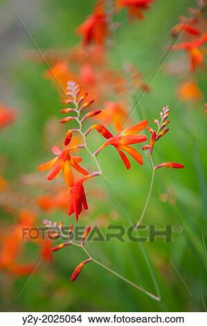 Flowers in the surroundings of Lago das Furnas, Sao Miguel Island, Azores. View Large Photo Image Picture - Flowers in the surroundings of Lago das Furnas, Sao Miguel Island, Azores.. Fotosearch