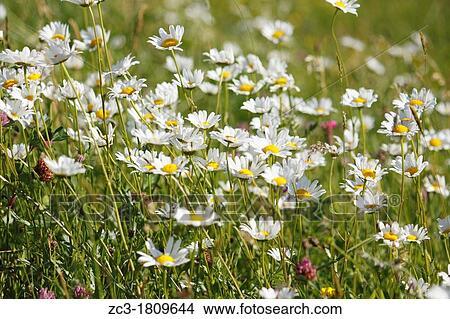 Picture - Flowers in the Vercors, Is? re, Rh? ne-Alpes, France.. Fotosearch