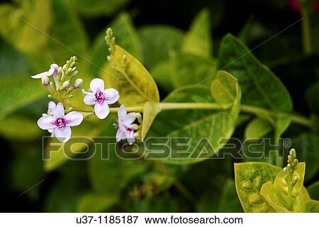 Flowers & leaves View Large Photo Image Stock Photo - Flowers & leaves. Fotosearch