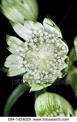 Flowers of Astrantia sp. (fam. Apiaceae), Osseja, Pyrenees-Orientales, Languedoc-Roussillon, France View Large Photo Image Stock Photo - Flowers of Astrantia sp. (fam. Apiaceae), Osseja, Pyrenees-Orientales, Languedoc-Roussillon, France. Fotosearch