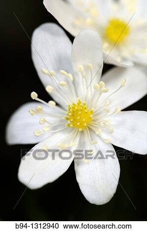 Flowers of Hepatica sp., Liverleaf or Liverwort. Fam. Ranunculaceae. Osseja. Languedoc Roussillon. Pyr? n? es Orientales. France. View Large Photo Image Stock Image - Flowers of Hepatica sp., Liverleaf or Liverwort. Fam. Ranunculaceae. Osseja. Languedoc Roussillon. Pyr? n? es Orientales. France.. Fotosearch