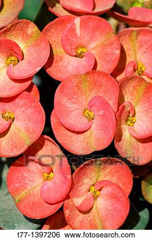 Stock Photograph - Flowers of Orchid Crown of Thorns, Euphorbia milii splendens, Pune, Maharashtra, India. Fotosearch