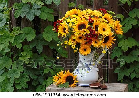 Flowers, outdoor, Sweden. View Large Photo Image Picture - Flowers, outdoor, Sweden.. Fotosearch