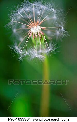 Flowers View Large Photo Image Picture - Flowers. Fotosearch