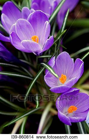 Flowers View Large Photo Image Picture - Flowers. Fotosearch