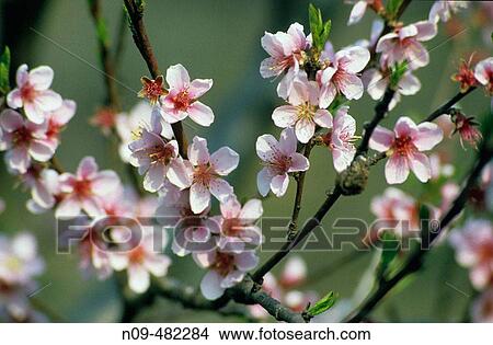 Flowers View Large Photo Image Picture - Flowers. Fotosearch
