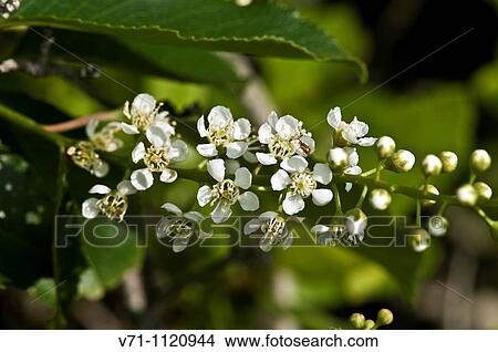 Picture - Flowers. Fotosearch