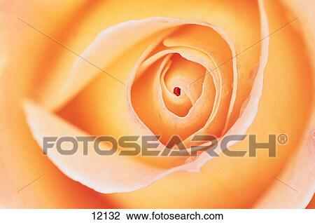 Flowers View Large Photo Image Stock Image - Flowers. Fotosearch
