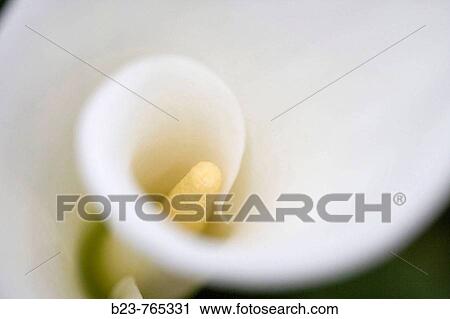 Flowers View Large Photo Image Stock Image - Flowers. Fotosearch