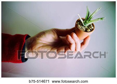 Flowers View Large Photo Image Stock Image - Flowers. Fotosearch