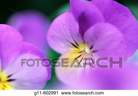 Flowers View Large Photo Image Stock Image - Flowers. Fotosearch
