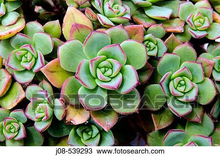 Flowers View Large Photo Image Stock Image - Flowers. Fotosearch