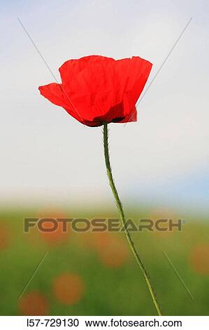 Flowers View Large Photo Image Stock Image - Flowers. Fotosearch