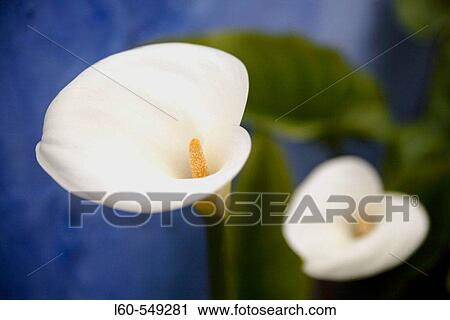 Flowers View Large Photo Image Stock Image - Flowers. Fotosearch