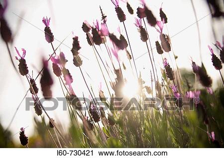 Stock Image - Flowers. Fotosearch