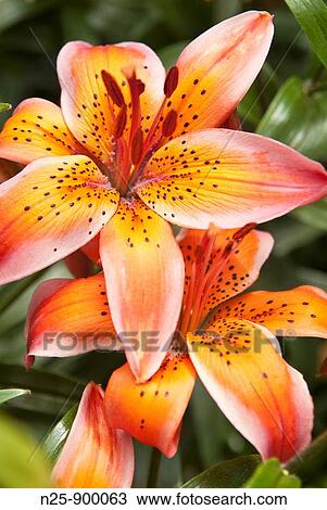 Flowers View Large Photo Image Stock Image - Flowers. Fotosearch
