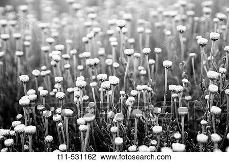 Stock Image - Flowers. Fotosearch