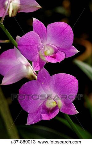 Stock Image - Flowers. Fotosearch