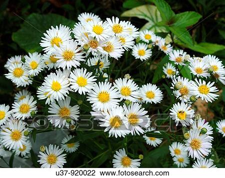 Stock Image - Flowers. Fotosearch