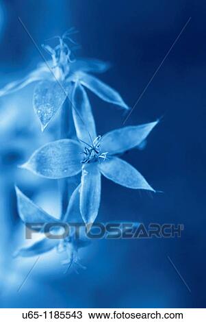 Stock Image - Flowers. Fotosearch