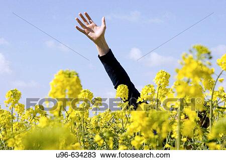 Stock Image - Flowers. Fotosearch