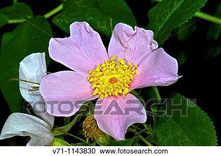 Stock Image - Flowers. Fotosearch