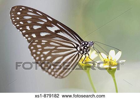 Stock Image - Flowers. Fotosearch