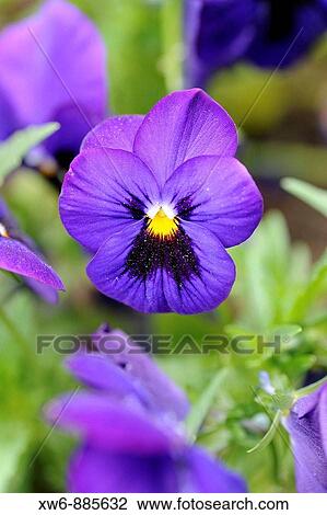 Flowers View Large Photo Image Stock Image - Flowers. Fotosearch