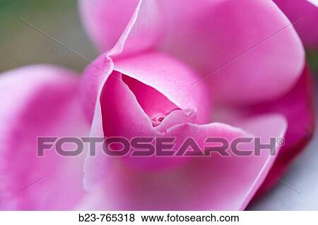 Flowers View Large Photo Image Stock Photo - Flowers. Fotosearch