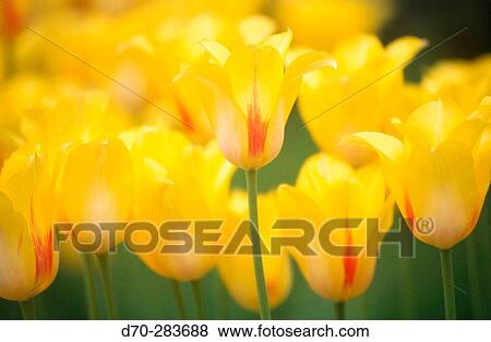 Flowers View Large Photo Image Stock Photo - Flowers. Fotosearch