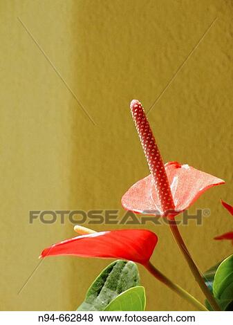 Stock Photo - Flowers. Fotosearch