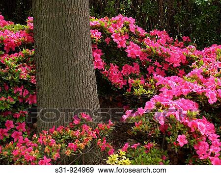 Flowers View Large Photo Image Stock Photo - Flowers. Fotosearch