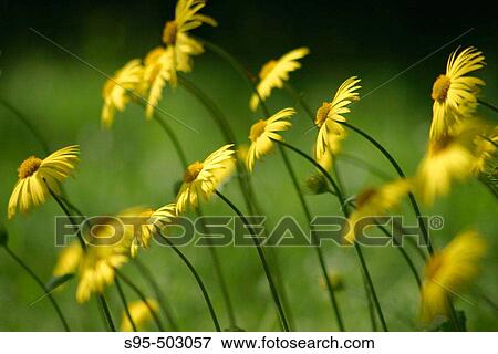 Flowers View Large Photo Image Stock Photo - Flowers. Fotosearch