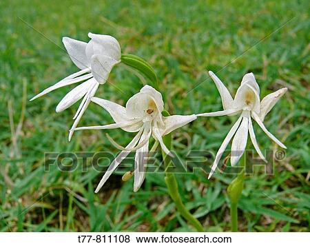 Flowers View Large Photo Image Stock Photo - Flowers. Fotosearch