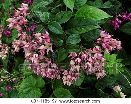Flowers View Large Photo Image Stock Photo - Flowers. Fotosearch