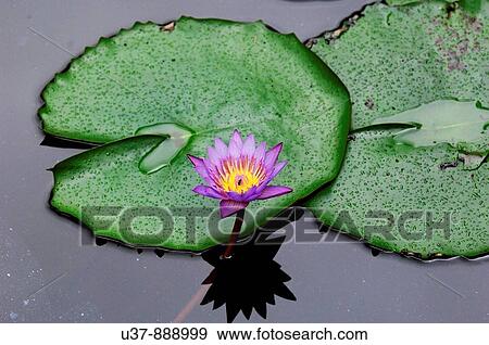 Stock Photo - Flowers. Fotosearch