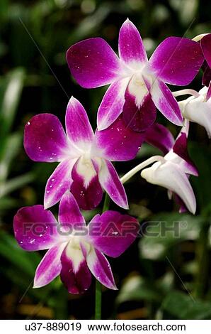 Stock Photo - Flowers. Fotosearch