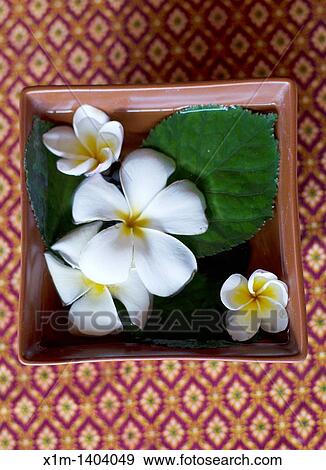 Flowers. View Large Photo Image Stock Photo - Flowers.. Fotosearch