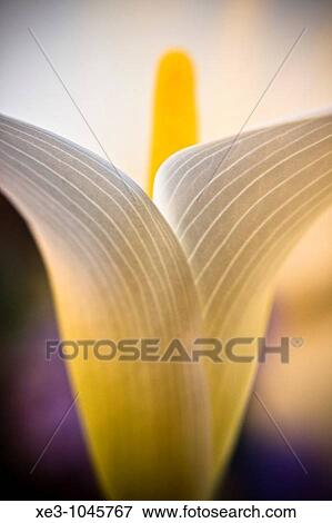 Flowers View Large Photo Image Stock Photo - Flowers. Fotosearch