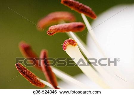 Flowers View Large Photo Image Stock Photograph - Flowers. Fotosearch