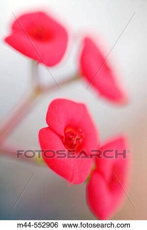 Flowers View Large Photo Image Stock Photograph - Flowers. Fotosearch