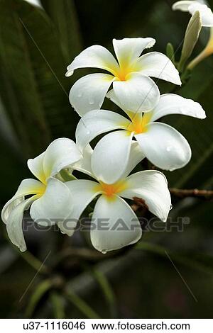 Stock Photograph - Flowers. Fotosearch
