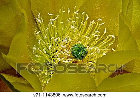Stock Photograph - Flowers. Fotosearch