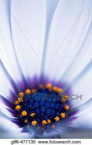 Stock Photography - Flowers. Fotosearch