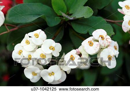 Stock Photography - Flowers. Fotosearch