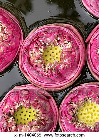 Flowers. View Large Photo Image Stock Photography - Flowers.. Fotosearch
