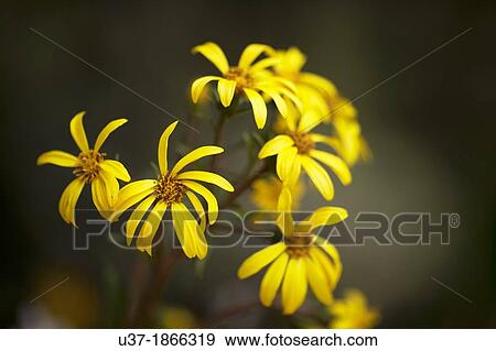 Flowers. Taiwan View Large Photo Image Stock Photo - Flowers. Taiwan. Fotosearch